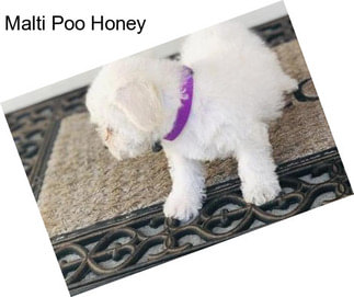 Malti Poo Honey