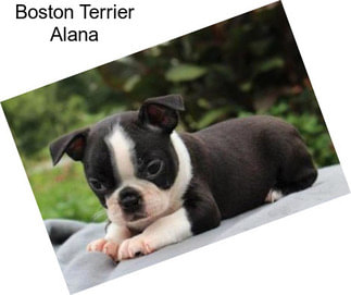 Boston Terrier Alana