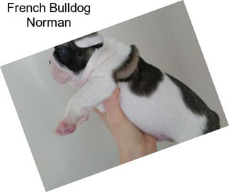 French Bulldog Norman