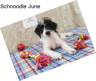 Schnoodle June