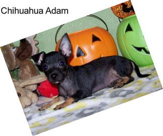 Chihuahua Adam