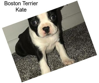 Boston Terrier Kate