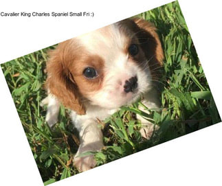 Cavalier King Charles Spaniel Small Fri :)