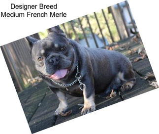 Designer Breed Medium French Merle
