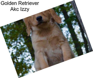 Golden Retriever Akc Izzy