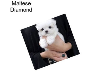 Maltese Diamond