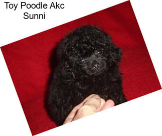 Toy Poodle Akc Sunni