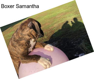 Boxer Samantha