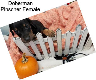 Doberman Pinscher Female