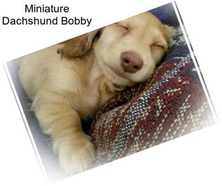 Miniature Dachshund Bobby