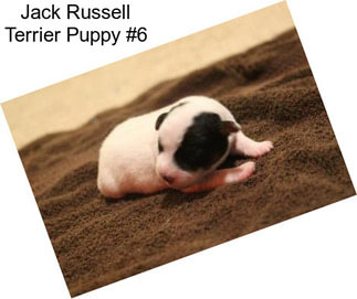 Jack Russell Terrier Puppy #6