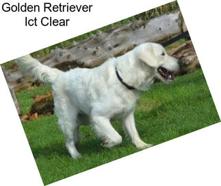 Golden Retriever Ict Clear