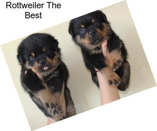 Rottweiler The Best