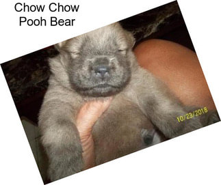 Chow Chow Pooh Bear