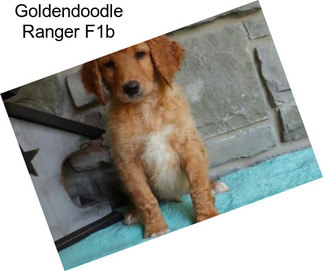 Goldendoodle Ranger F1b