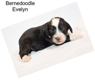 Bernedoodle Evelyn