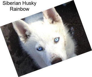 Siberian Husky Rainbow