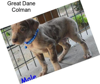 Great Dane Colman