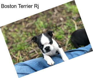 Boston Terrier Rj