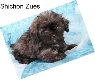 Shichon Zues