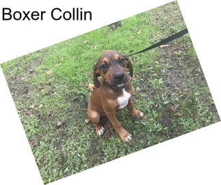 Boxer Collin