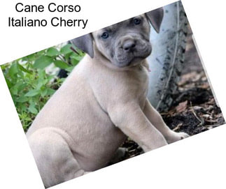 Cane Corso Italiano Cherry