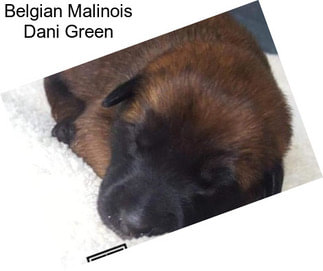 Belgian Malinois Dani Green