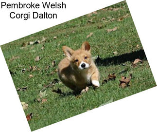 Pembroke Welsh Corgi Dalton