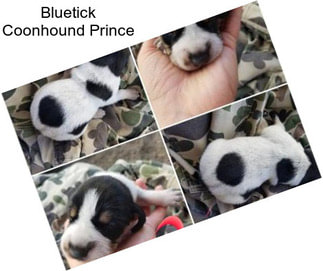 Bluetick Coonhound Prince