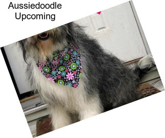 Aussiedoodle Upcoming