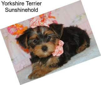 Yorkshire Terrier Sunshinehold