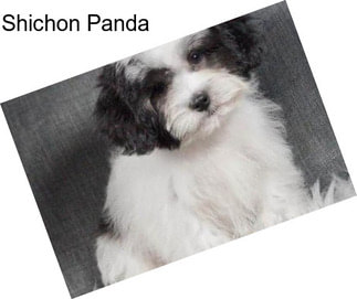 Shichon Panda