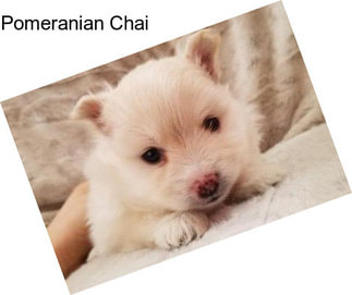 Pomeranian Chai