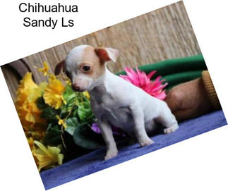 Chihuahua Sandy Ls