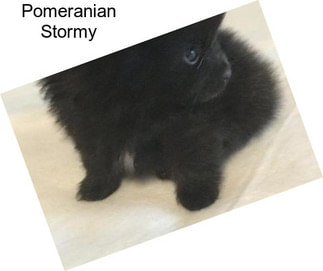 Pomeranian Stormy