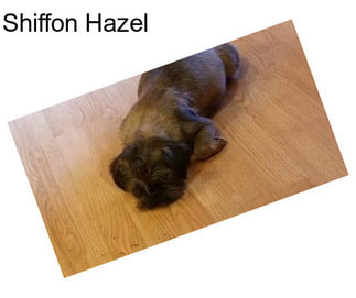 Shiffon Hazel