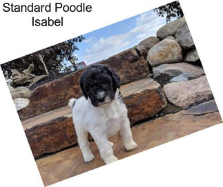 Standard Poodle Isabel