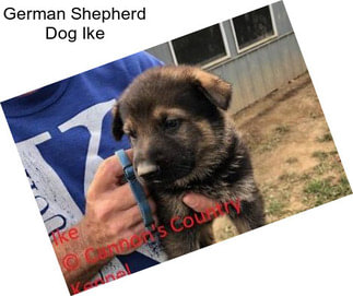 German Shepherd Dog Ike