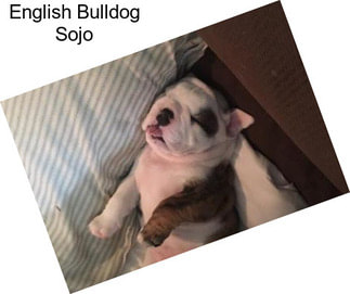 English Bulldog Sojo