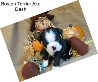 Boston Terrier Akc Dash