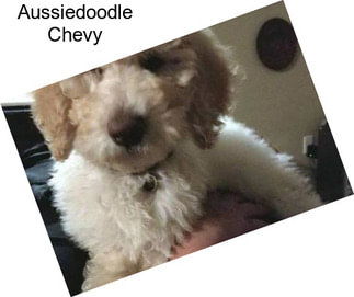 Aussiedoodle Chevy