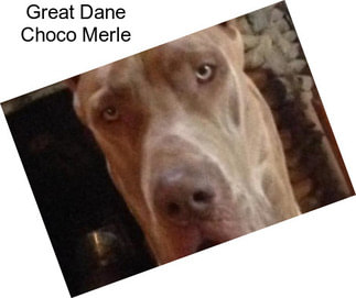 Great Dane Choco Merle