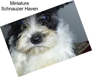 Miniature Schnauzer Haven