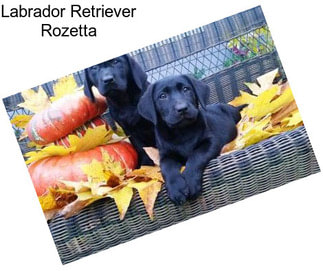 Labrador Retriever Rozetta