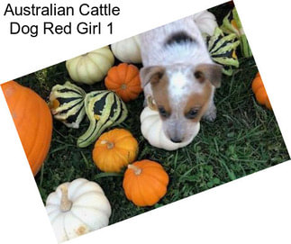 Australian Cattle Dog Red Girl 1