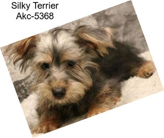 Silky Terrier Akc-5368