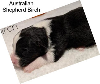 Australian Shepherd Birch