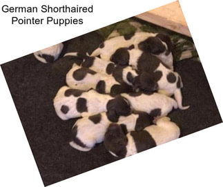 German Shorthaired Pointer Puppies