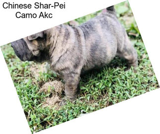 Chinese Shar-Pei Camo Akc