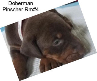 Doberman Pinscher Rm#4